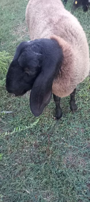 Berbeci de vânzare