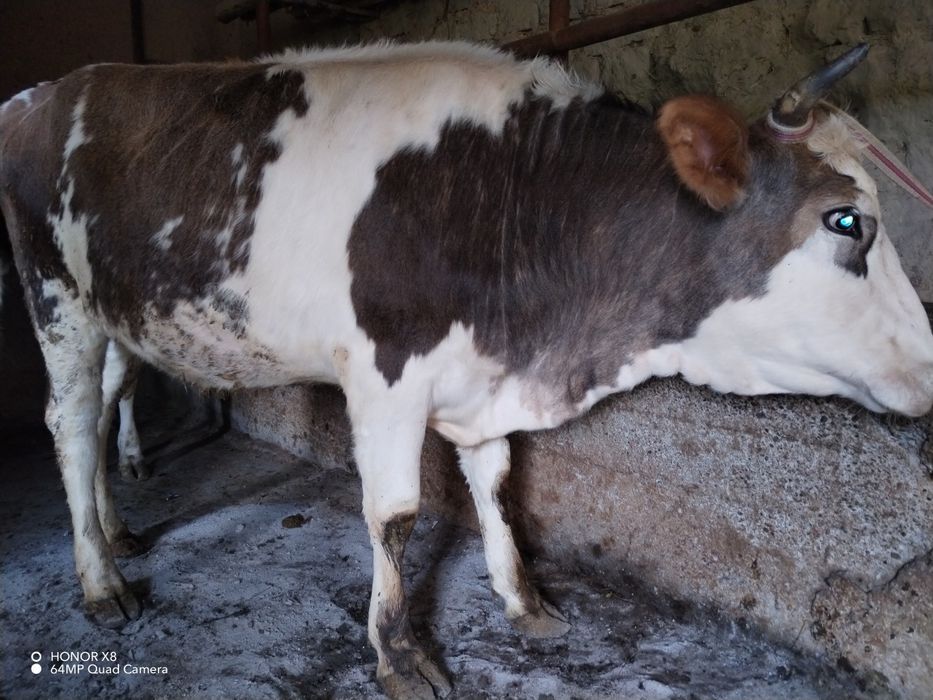 Shu ikkita katta G'unojinlar Sotiladi