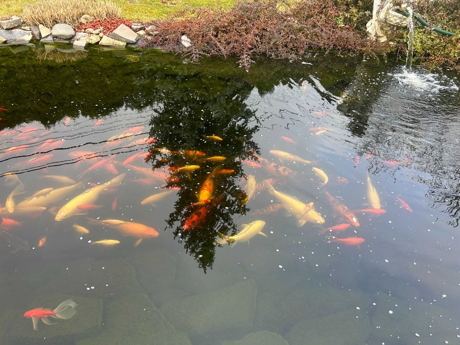 pești ornamentali lacuri