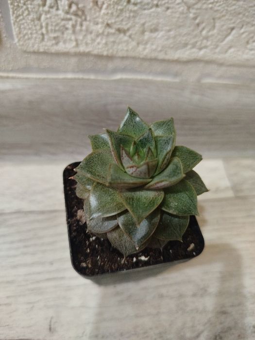 Продам суккуленты кактусы