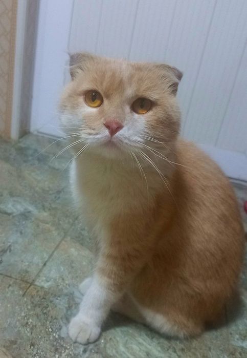 Scotish fold zo'r zodor mushuk