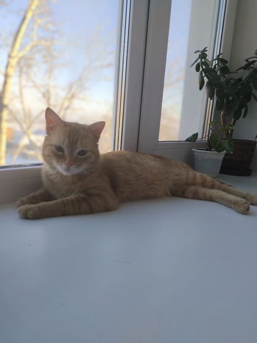 Пристраивается в добрые руки