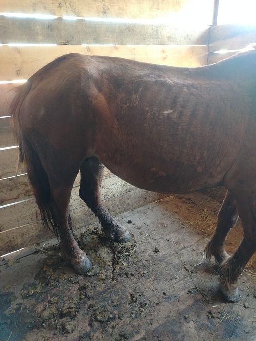 Продам жеребую дойную кобылу