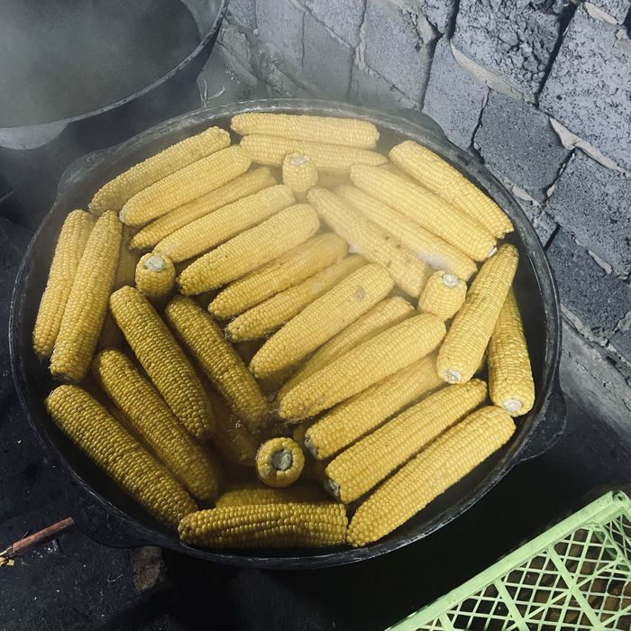 кукуруза молочная