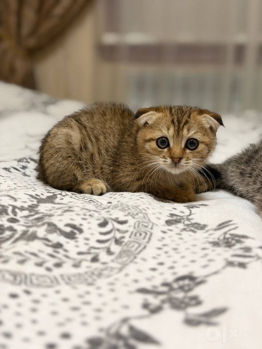 mushuklar sotiladi skotsh fold parodasi 2 oylik qiz bola xammasi