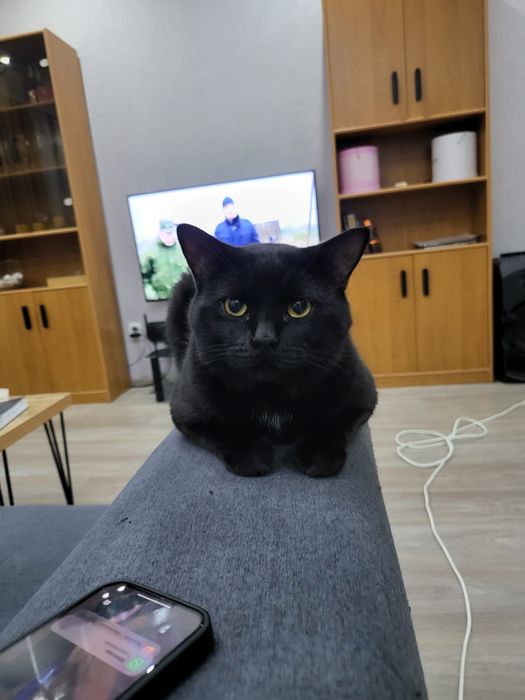 Кот бесплатно отдам
