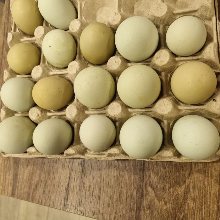 Ouă verzi de găină araucana