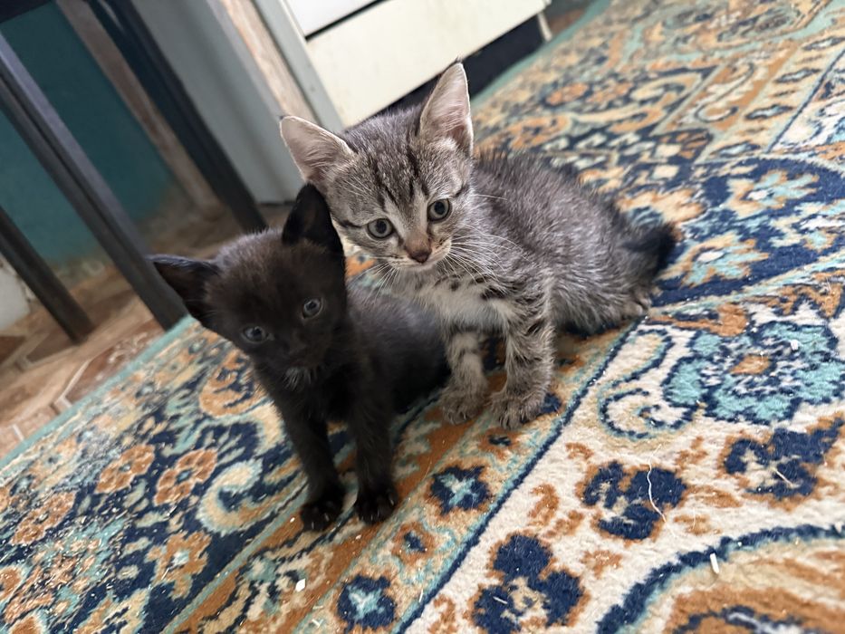 Отдам котят в добрые руки