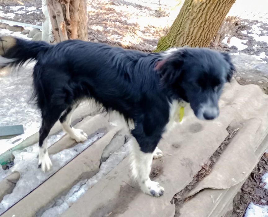 Потерялся любимый друг