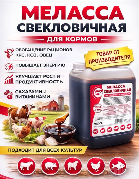 Mellassa sifatli arzon narxlarda