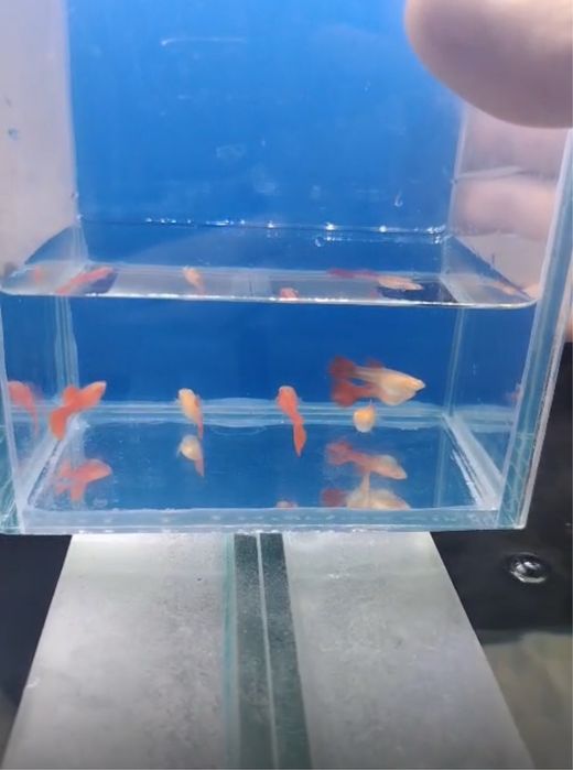 Гуппи full red albino чистая линия