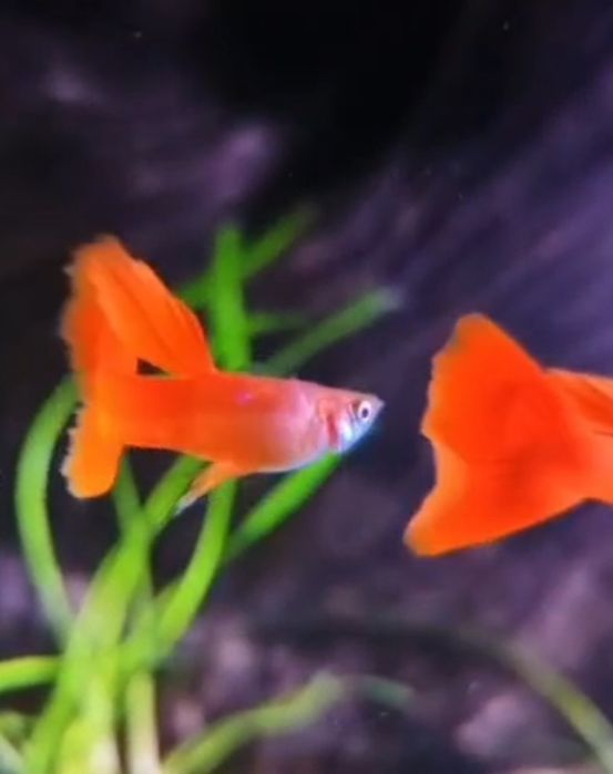 Продам гуппи чистая линия