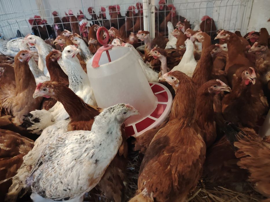 Vând puicuțe mixte mari