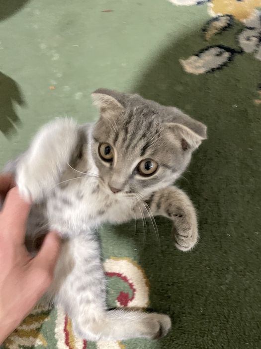 Шотландский кошка спокойная