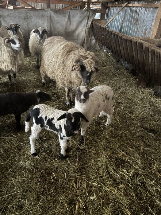 Oi cu. Miei. dupa ele