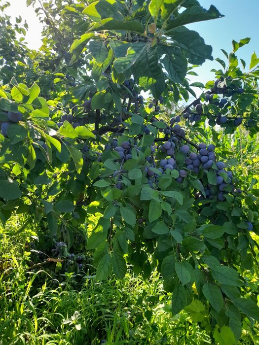 Vând prune, preț 8 lei/kg