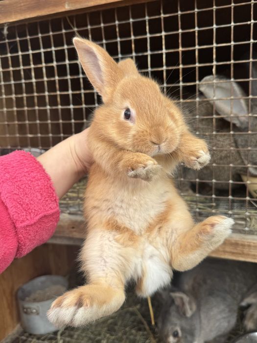 1.5 месячные крольчата