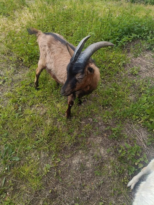 vand tap alpin francez