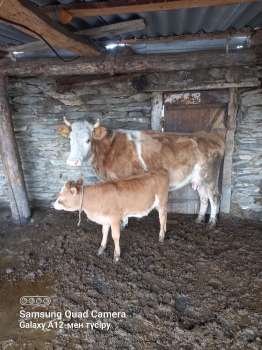 Карова Продаётся