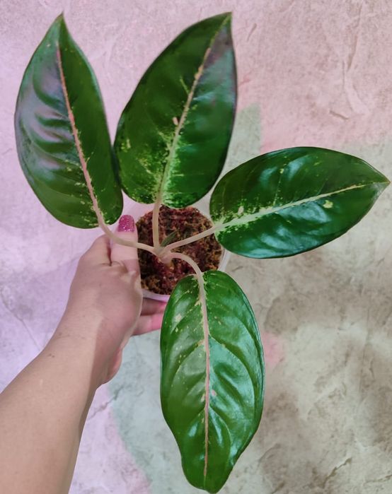 Аглаонема разных сортов