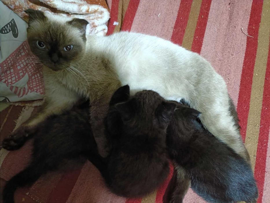 Отдам котят в хорошие руки.