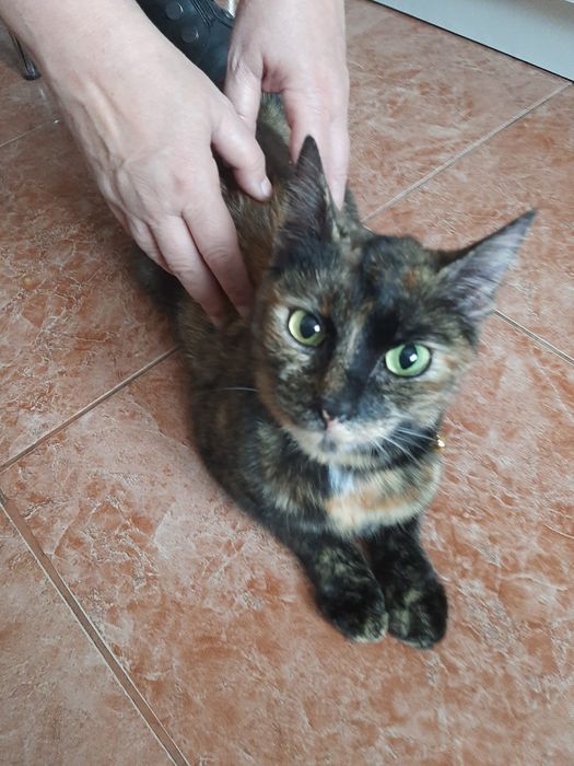 Ofer spre adopție o pisicuța