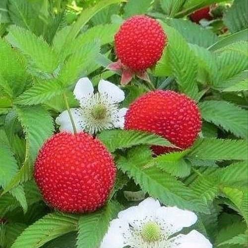 Tibetski malina kochati