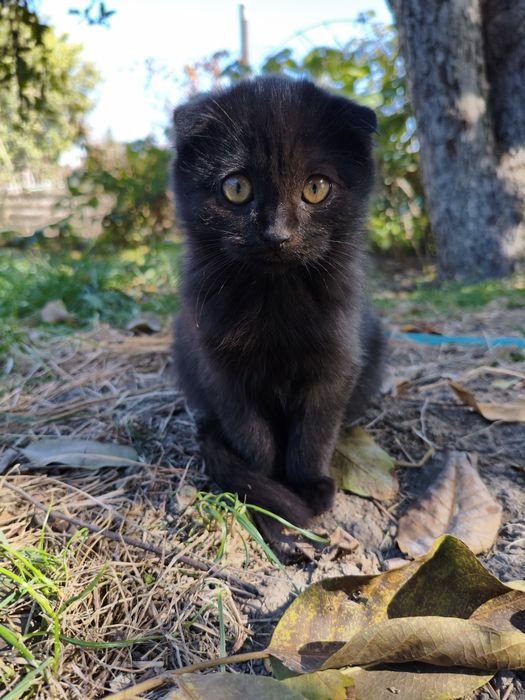 Отдам котят в добрые руки.
