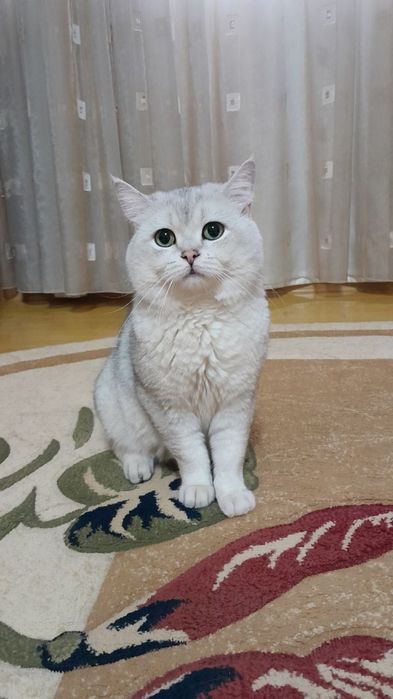 Vyaska Britan shinshilla