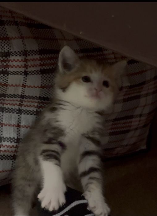Отдаю котика бесплатно