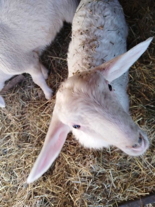 Vând  sau schimb berbecuti Assaf și Lacauna