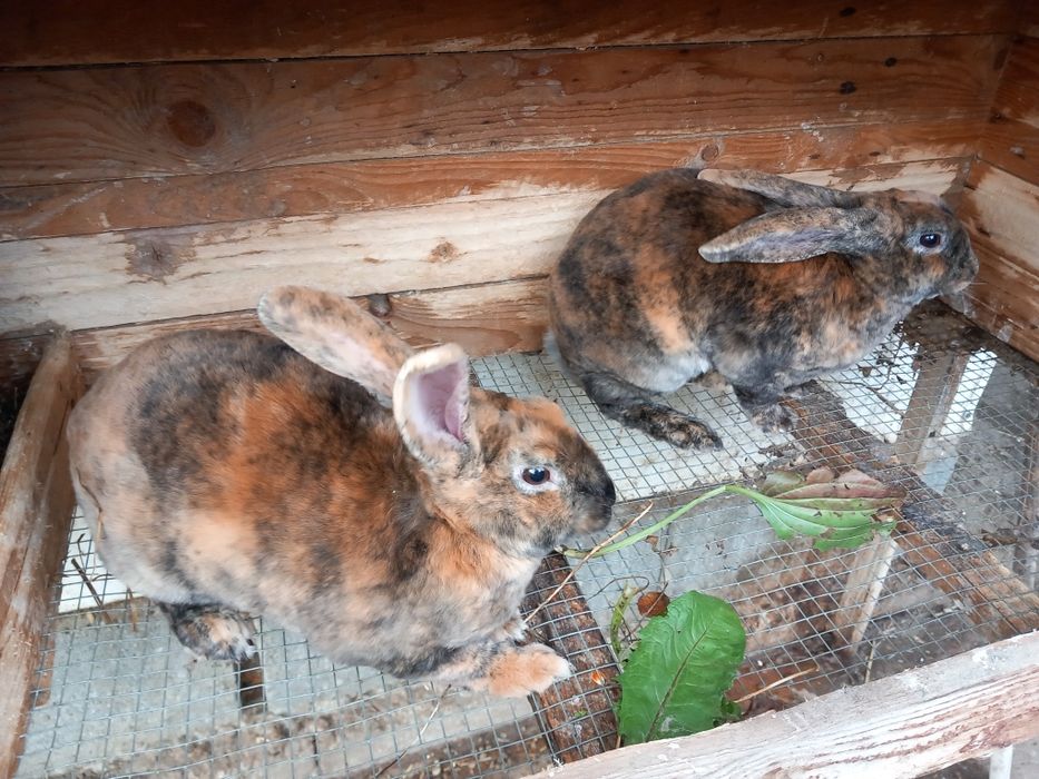 Iepuras Femela Rex Castor schimb