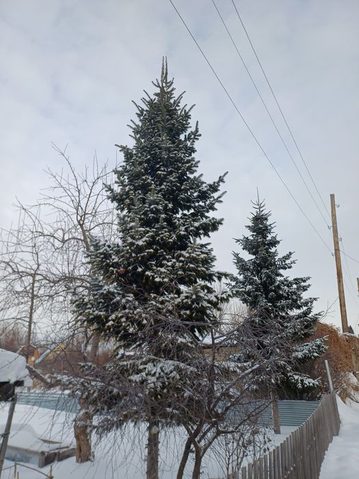 Продам елки.2 штуки