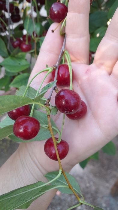 Продам вишню из своего Сада.
