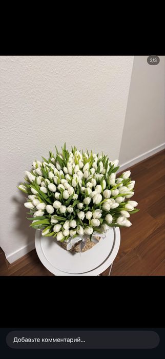 Тюльпаны Голландские