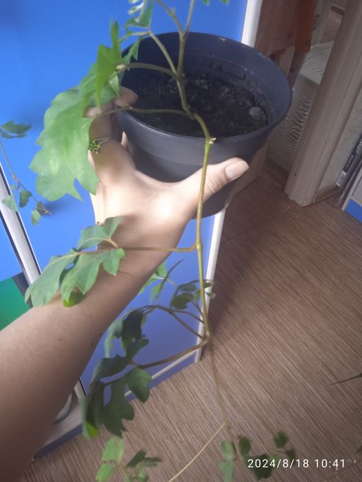 Аглаша продам цена от 2500тг