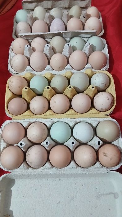 Oua bio de incubat sau consum.