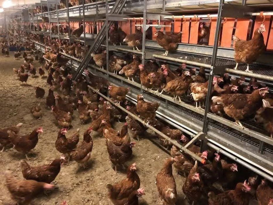 Găini roșii ouătoare