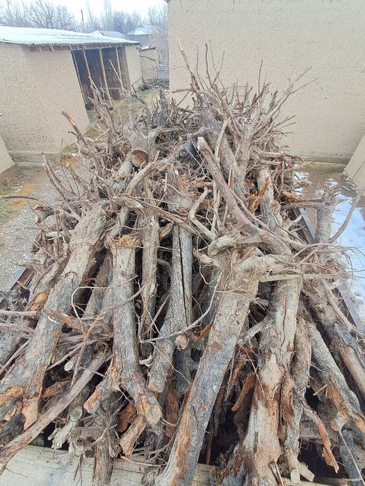 ÕTIN/дарахт/хезум