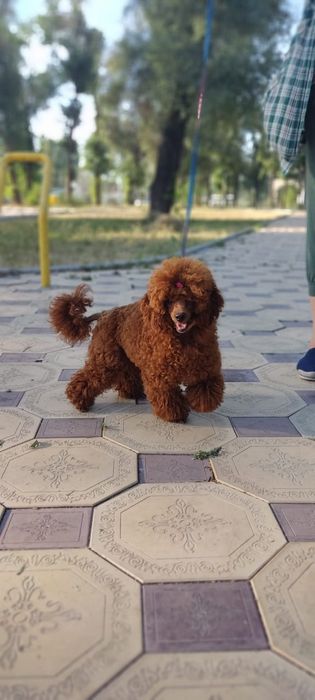 Шикарные малыши Той Пудель