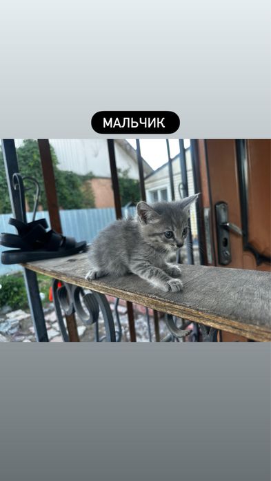Отдам котят в хорошие  руки
