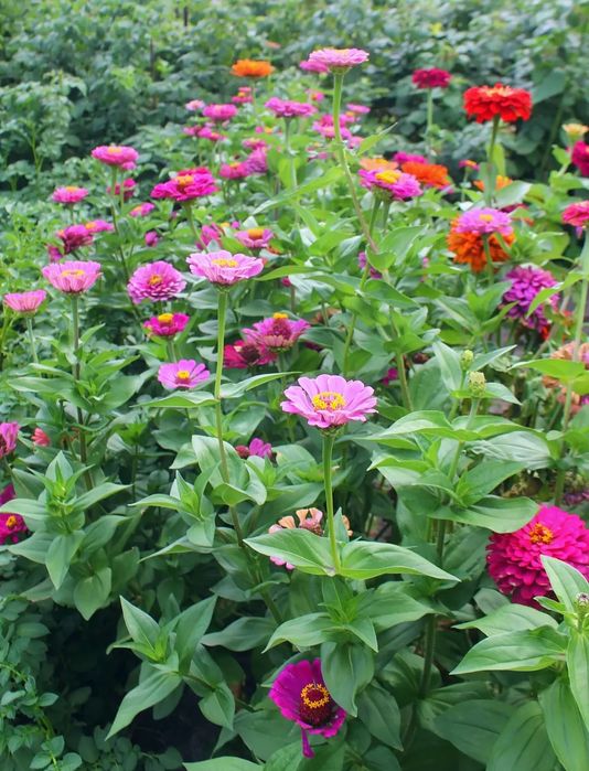 Семена цветов ассорти