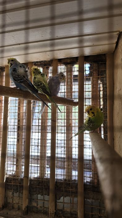 Попугай волнистые бабочка