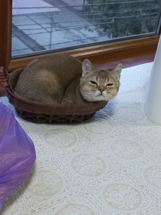 Продаётся котёнок