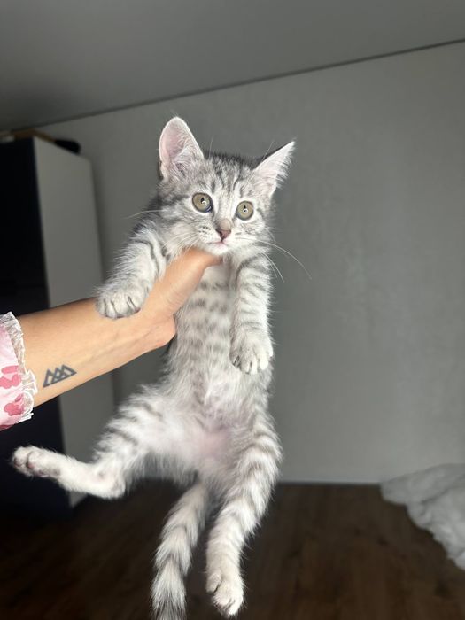 Отдадим котенка даром в добрые руки