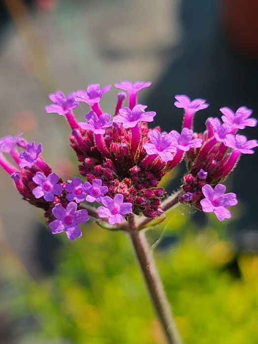 Verbina Argentiniana (Verbena Bonariensis)
