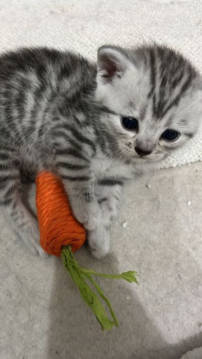 Продам котенка. 25 000