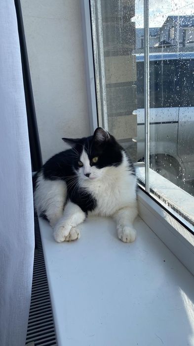 Стрижка кошек и собак.