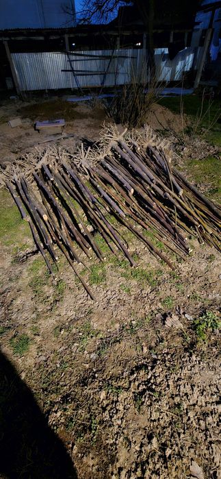 Павлония көшеттері