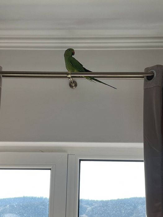 Papagal micul alexandru